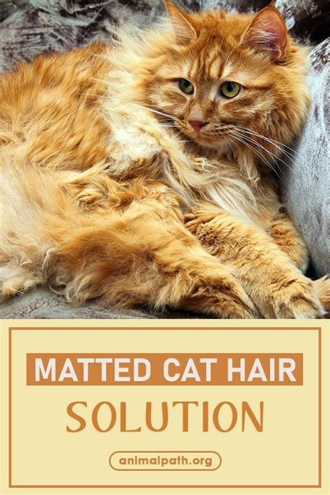 Help my cat has matted fur how to help – Artofit