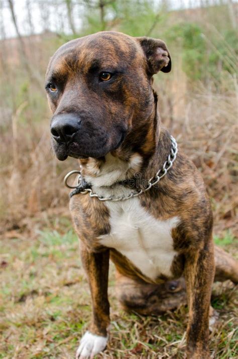 Brindle Boxer Bulldog Mixed Breed Dog Stock Photo - Image of adoption ...