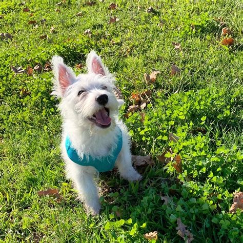 Sami’s first day at Westie training school | Westie puppies, Westies, Dog training school