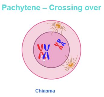 Identify the diagram and name the stage of meiosis correctly.