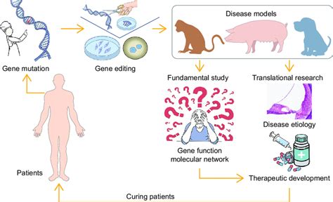 Top 137+ Translational animal science - Merkantilaklubben.org