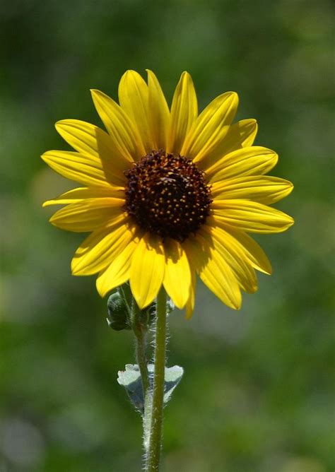 A Single Sunflower Photograph by Jill Baum