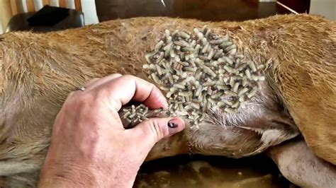 Not Possible?! Removal 40000+ MAGGOTS From POOR DOG! Remove & Deworming ...