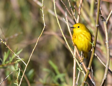 USGS Research Helps Protect Vulnerable Grassland Birds from Climate ...