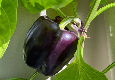 Spice Up Your Garden: 12 Best Companion Plants for Peppers - cultivate and navigate