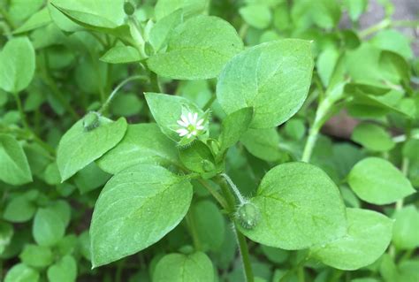 Weed Identification, 2017 Series, Common Chickweed – Integrated Pest ...