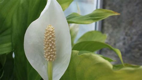 How To Tell if a Peace Lily Plant Is Healthy or Not