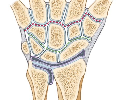 Joints of the Hand and Wrist Diagram | Quizlet