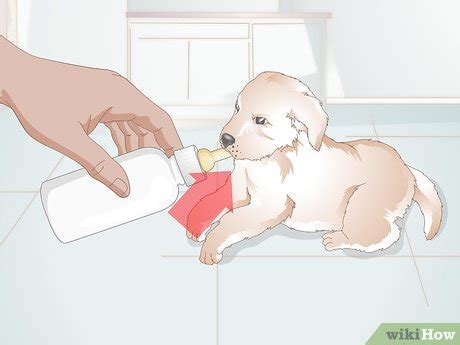 How to Feed Newborn Puppies: 11 Steps (with Pictures) - wikiHow