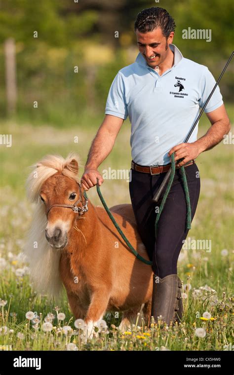 Falabella Miniature Horse Stock Photo - Alamy