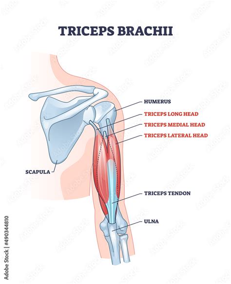 Vecteur Stock Triceps brachii muscle with human arm and shoulder bones ...