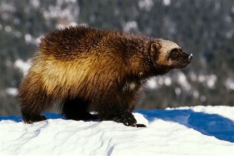 Wolverines Granted Endangered Species Act Protection Amidst Rising Concerns of Climate Change ...