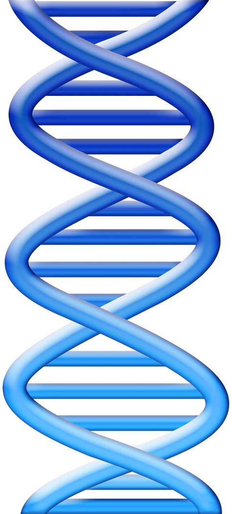 dna strand clipart free - Clipground