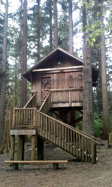 Tree House stock photo. Image of redwood, house, home - 52355858