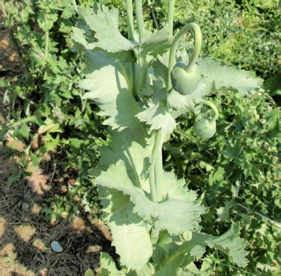 Raw Edible Plants: Opium Poppy (Papaver somniferum)