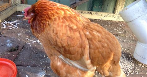 How to handle Egg bound Hens – Jaguza Farm Support