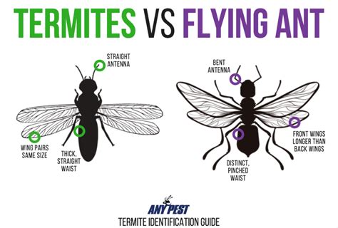 The Difference Between Flying Ants and Termites | Any Pest | Termites ...