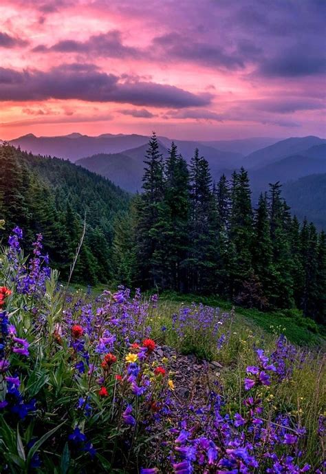 the sun is setting in the mountains with wildflowers