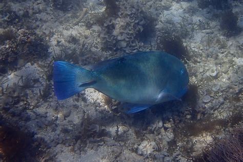 Snorkeling in Green Island | Snorkeling the Great Barrier Reef, Australia