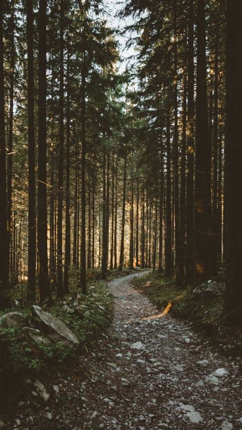 Adorable Aesthetic Forest Wallpaper | Nature photography, Nature ...