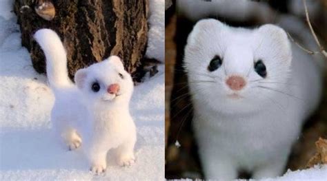 White Wolf : Meet the world's cutest wild snow-white weasel