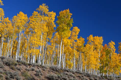 Pando Aspen Colony Utah