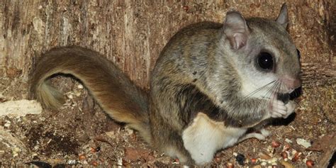 Southern Flying Squirrel | Nebraska Game & Parks Commission