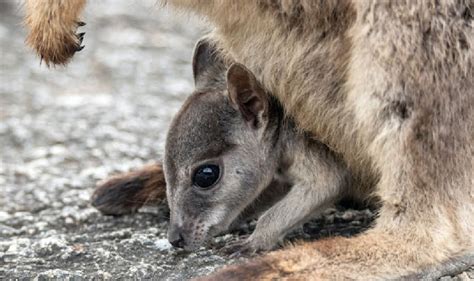 The Toolache Wallaby | Nocs Provisions