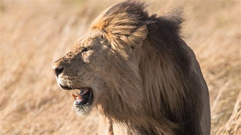 The Science of Lion Communication: Deciphering the Roar - Weird Animal News