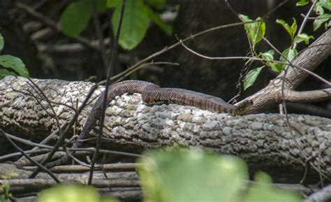 Banded Water Snake – Nerodia fasciata | Florida Paddle Notes