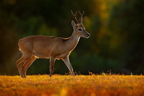 Pampas deer (Ozotoceros bezoarticus) by Murray Thomas - Wild Deer & Hunting Adventures