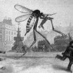 Mosquito Attack - Imgflip