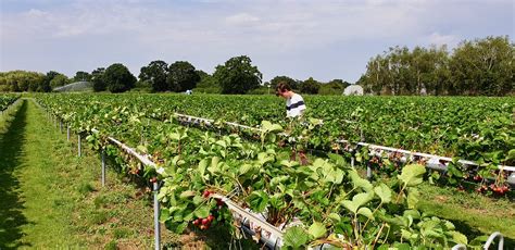 Garsons Pick Your Own in Surrey - Catherine's Cultural Wednesdays