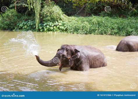 Baby Elephants Play in the Water with Fun Stock Photo - Image of ...