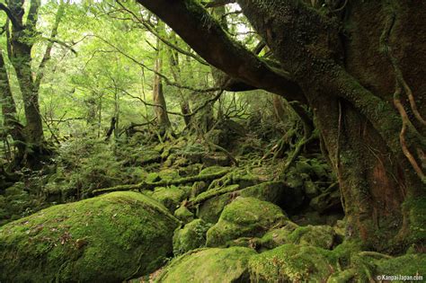 Yakushima - The Mystical Island