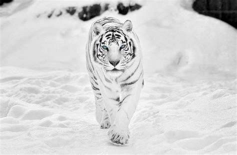 Snow Tiger Wallpapers - Top Free Snow Tiger Backgrounds - WallpaperAccess