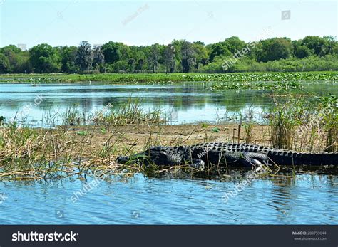 Florida Aquatic Animals Stock Photos - 14,232 Images | Shutterstock