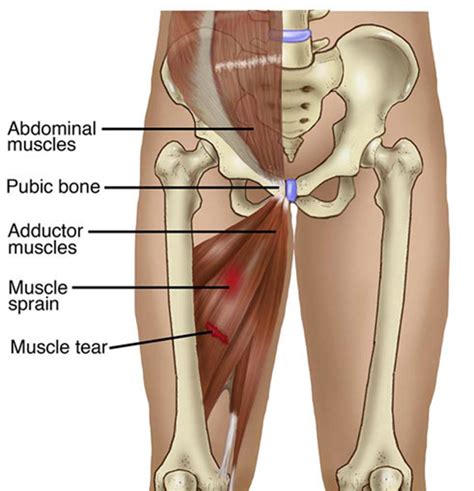 Adductor Muscle