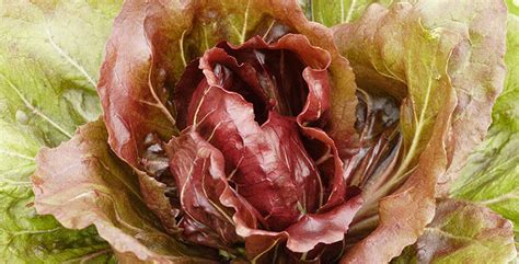 All About Radicchio – West Coast Seeds