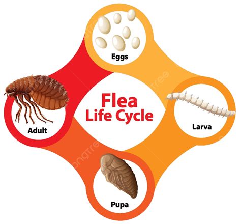 Flea Life Cycle Diagram Person Fauna Embryo Vector, Person, Fauna ...