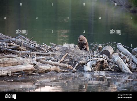 Beaver (Castor canadensis) standing on top of dam Stock Photo - Alamy