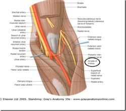 Posterior interosseous nerve syndrome - Physiopedia