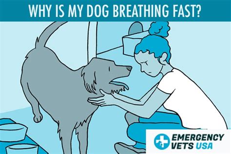 Why Is My Dog Breathing Fast But Acting Normal? 9 Possible Conditions