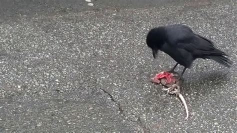 Crow eating meat in the Vancouver Eastside - YouTube