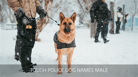 Ultimate List of the Top 500+ Police Dog Names - Cop, K9, Law Enforcement Dog Name Ideas for Puppies