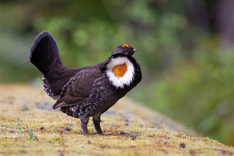 Blue Grouse: Game Bird Profile - Gun Dog