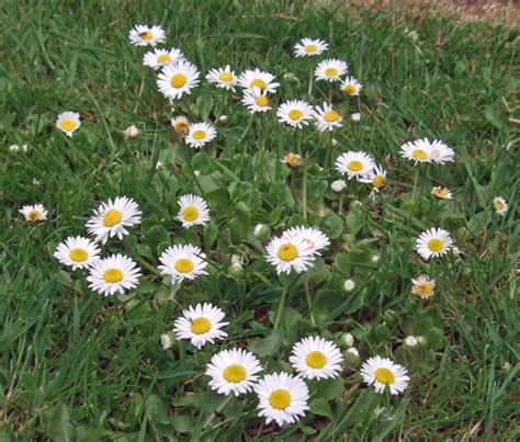 Daisy, identify, prevent & control this lawn weed