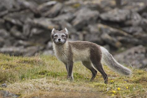 Arctic Fox Adaptations