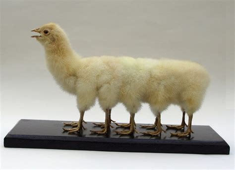 Ten Legged Taxidermied Chicken | BespokeBug