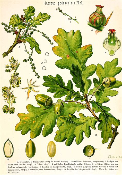 Angiosperm families - Fagaceae Dum.